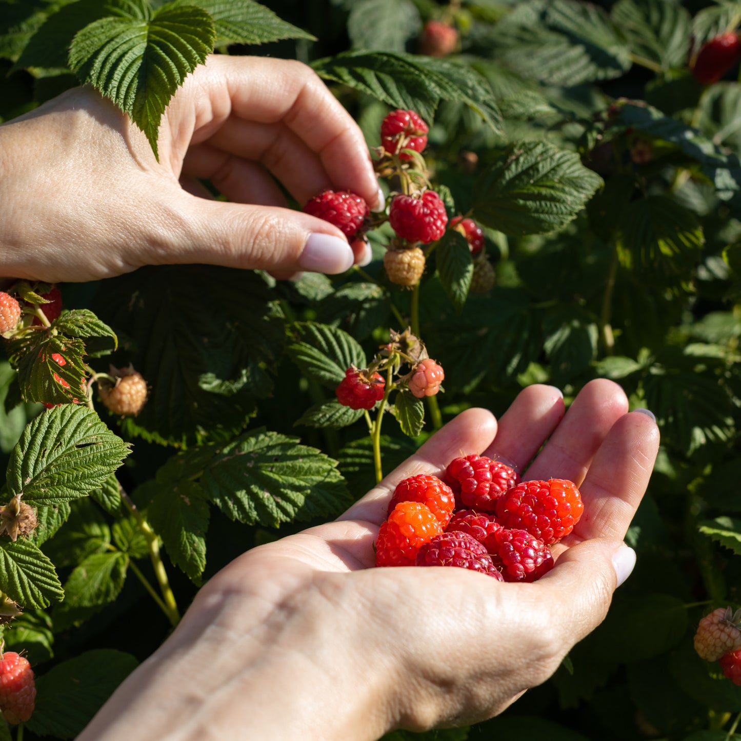 Azienda Agricola Il Ritorno